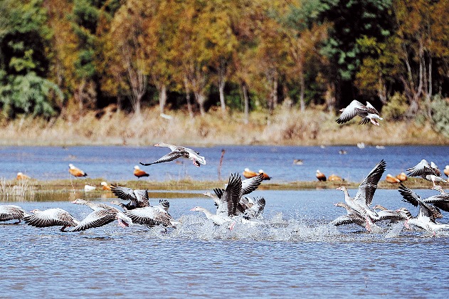 Migratory birds discover paradise in Yunnan lake