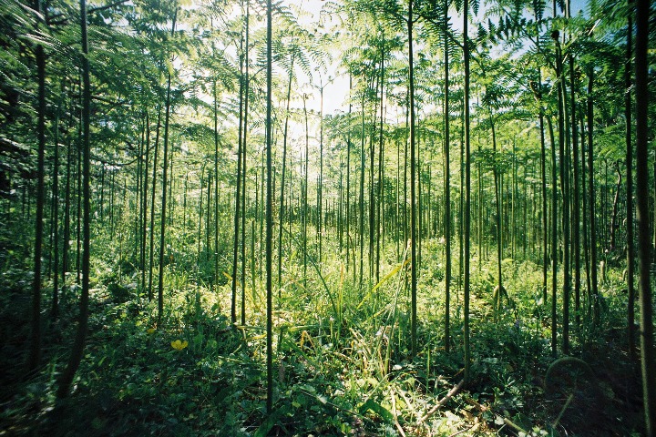 Support grows for bamboo as replacement for plastic