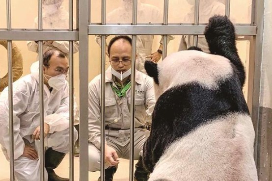 Health of giant panda at Taiwan zoo examined