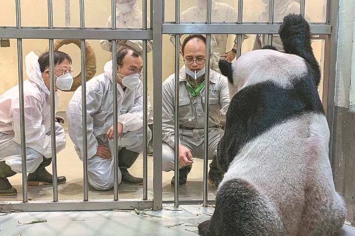Sick panda given palliative care in Taiwan