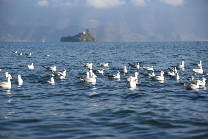 Lugu Lake draws migratory birds