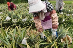 Pineapples grown on once barren land helps Chongzuo village