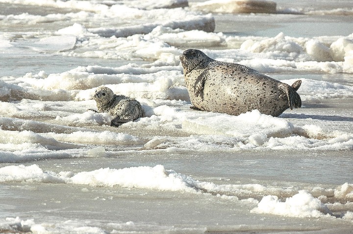 Protected status ensures seals are safe in Dalian
