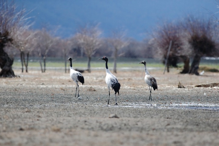 Protected cranes migrate to Tibet