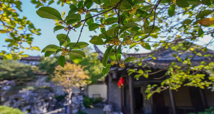 Admire sweet-scented osmanthus at Heyuan Garden