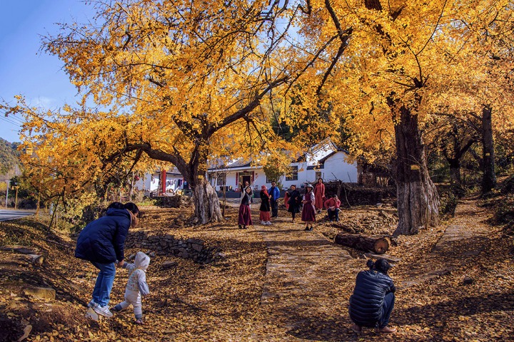In ancient Anlu, ginkgo trees reflect autumn