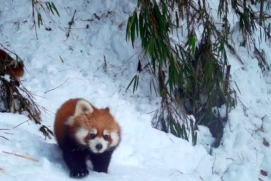 Red pandas look for food on a snowy day in nature reserve