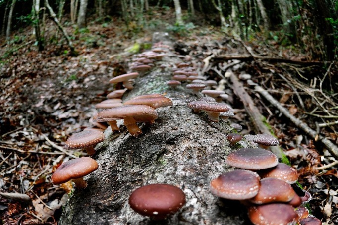 UN recognizes global importance of Chinese mushrooms