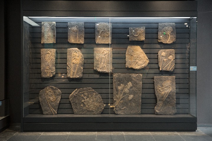 Nanjing Museum of Paleontology reopens
