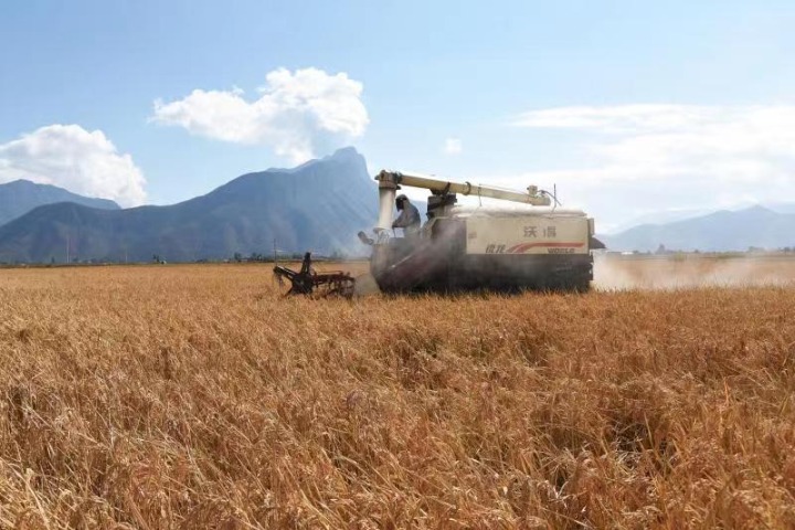 New rice variety produces high yields in Yunnan