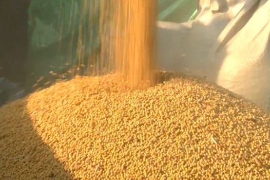 New soybean yield record set in NE China