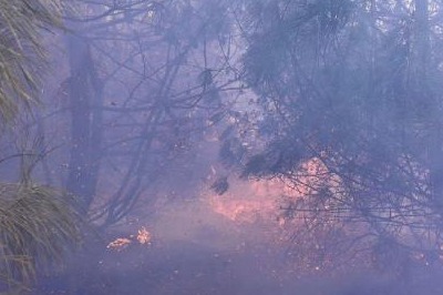 Forest fire breaks out in China's Yunnan