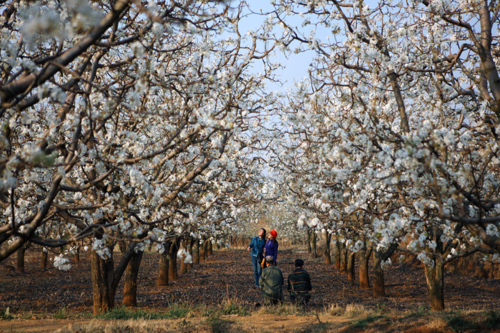 In Kunming, pear blossoms draw throngs of visitors