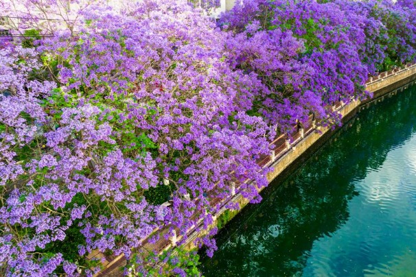 Kunming is blanketed by blossoms