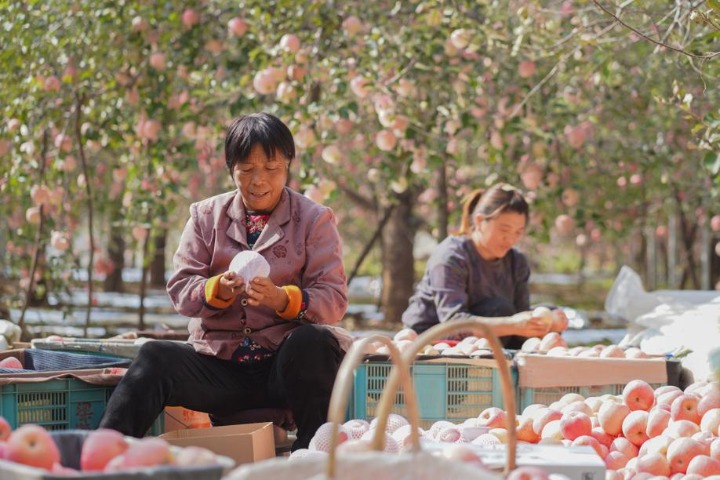 Apples in abundance ready for harvest in Hebei