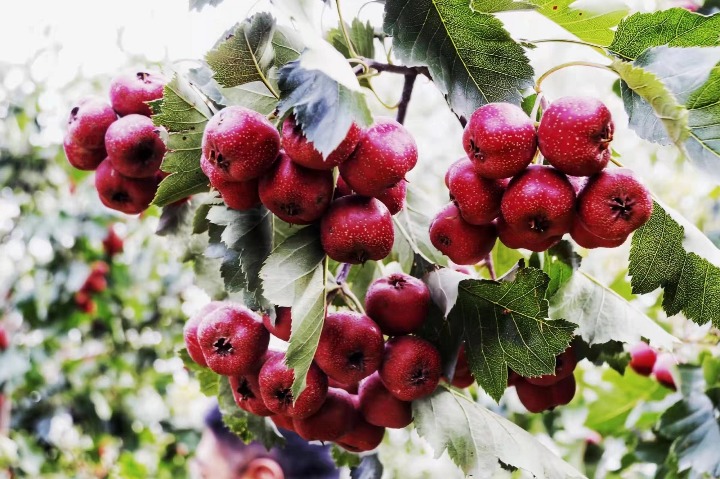 Abundant hawthorn berries harvested in Hebei