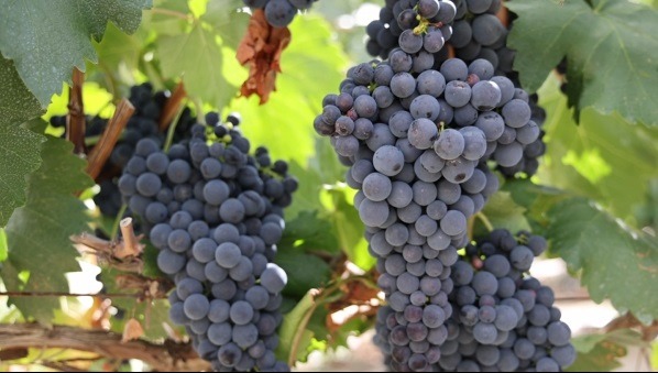 World's highest grapes cultivate better life in Tibet
