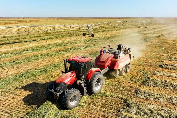 In Jilin, quality oat grass harvested for animals