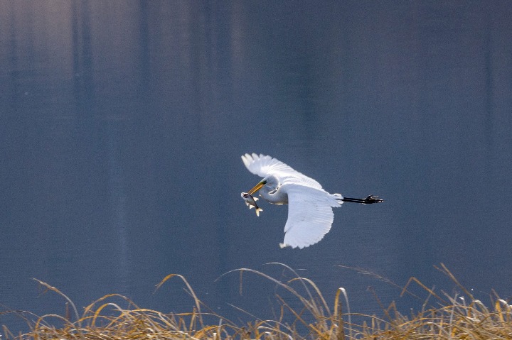 Protected egrets make a stop in Jilin province