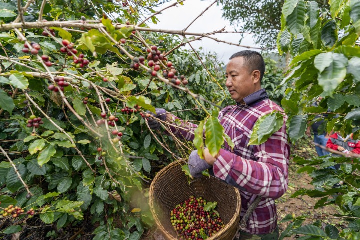 Tourists to Yunnan can wake up and smell the coffee