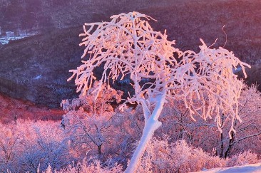 On mountain in Jilin, magical frost appears