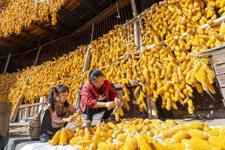 Corn cultivation boosts rural prosperity in Fujian