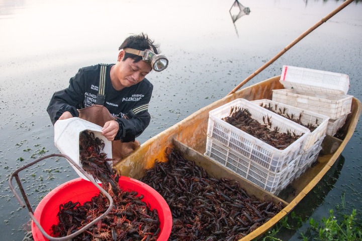Crayfish-related industry booms in Hubei province