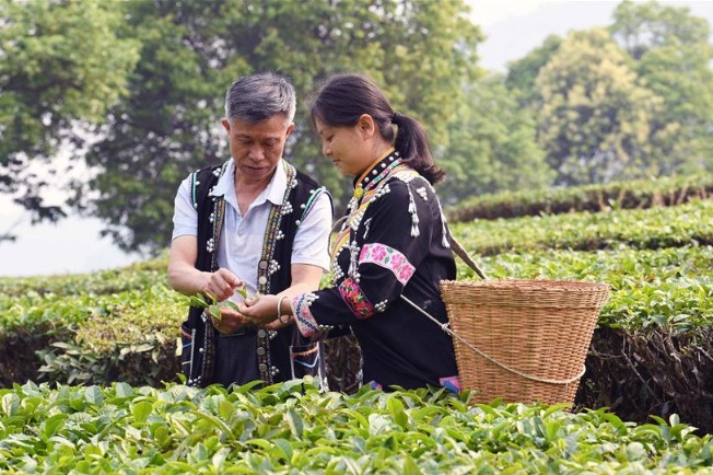 Chinese tea culture flourishes among young generation