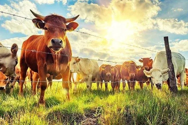 Chinese scientists design wearable energy harvester on cattle to build smart ranch
