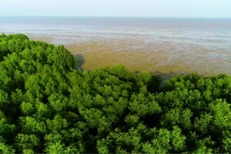 Southernmost city to revitalize mangrove areas
