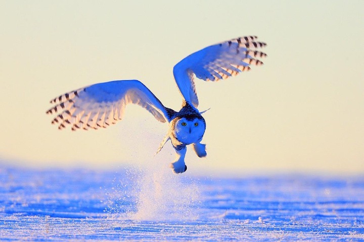 Rare snowy owl seen in Inner Mongolia