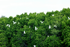 Egrets flock to mangrove forest in Shuidong Bay