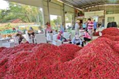 Maoming chili industry boosts rural vitalization efforts