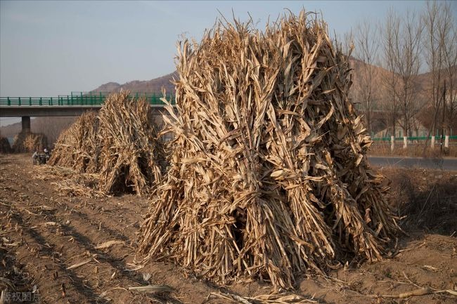 Chinese researchers find new way to synthesize starch, proteins from corn stalk