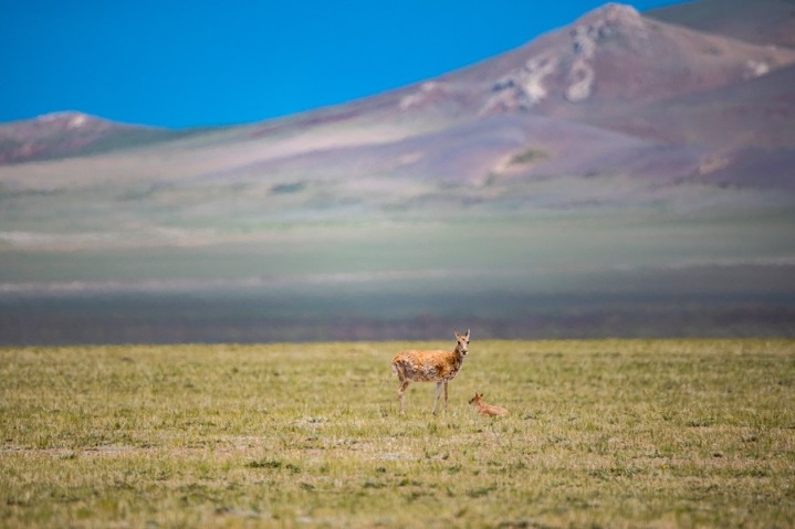 Draft to boost conservation efforts on Qinghai-Tibet Plateau