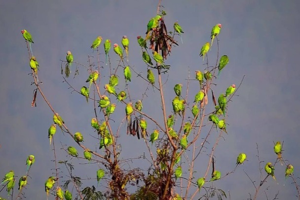 Over a hundred plum-headed parakeets soar across Yunnan