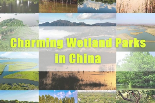 Charming Wetland Parks in China