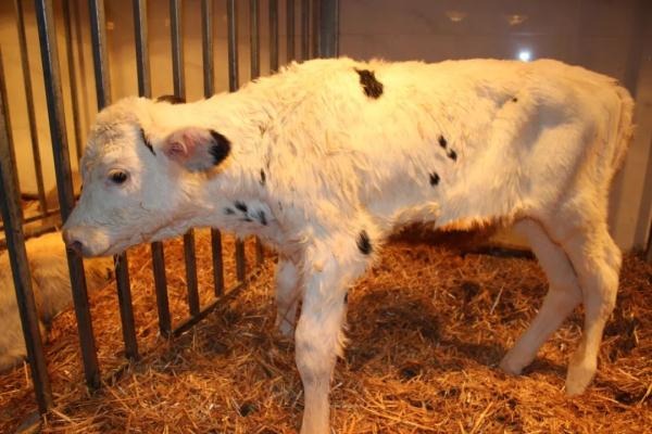 Scientists successfully clone 'super cows'