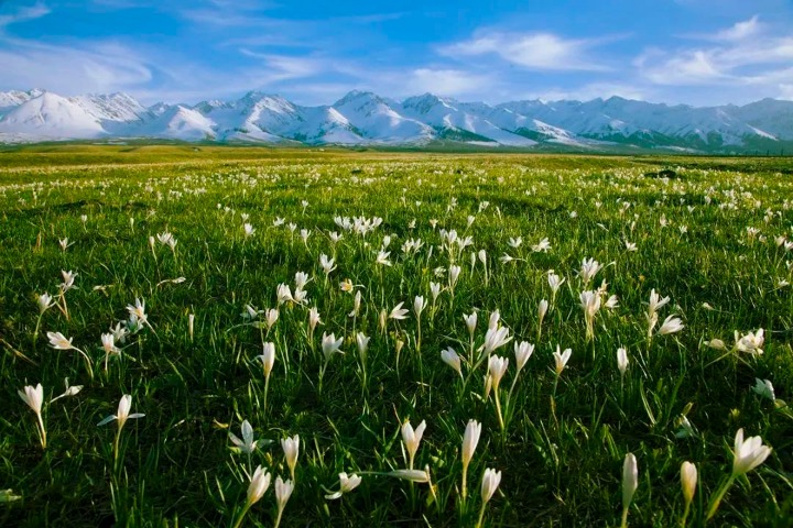 Nalati scenic area has one of the most beautiful grasslands in China