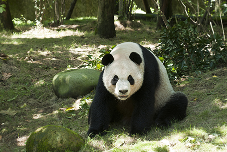 Giant Panda National Park, Sichuan, Shaanxi and Gansu provinces