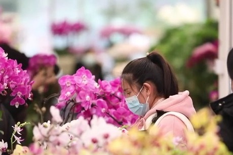 Chinese New Year flowers gain traction in Chongqing