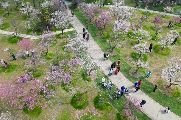 Wuhan's plum garden a hit with tourists