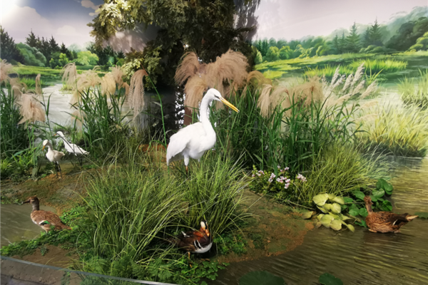 Shanghai's 1st wetland science museum opens in Pudong