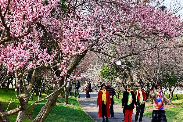Plum blossoms enter prime season in Wuhan's Donghu Lake Cherry Garden