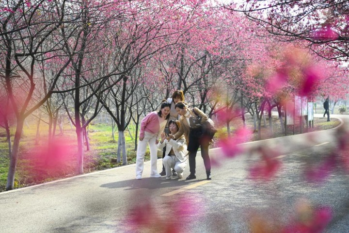 Cherry blossoms promote tourism in Hunan