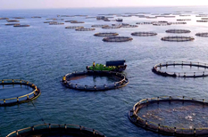Guangdong rides waves toward becoming marine economy powerhouse