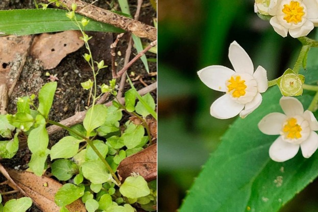 Two new plant species discovered in Central China