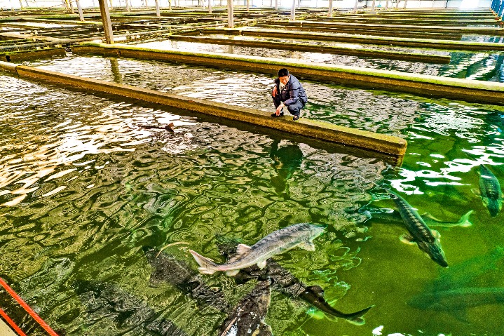 In Hubei, sturgeon bred for food and caviar