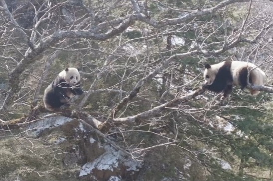 Wild pandas caught in the act of courtship