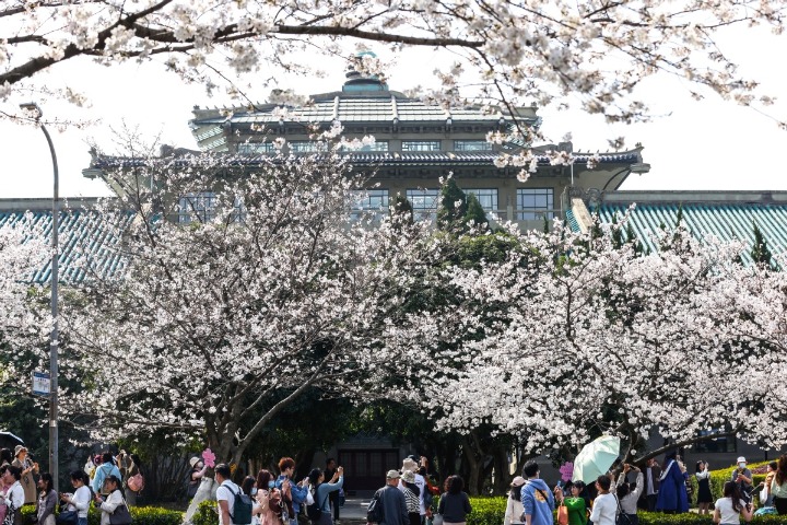Tourists view cherry blossoms at Wuhan University